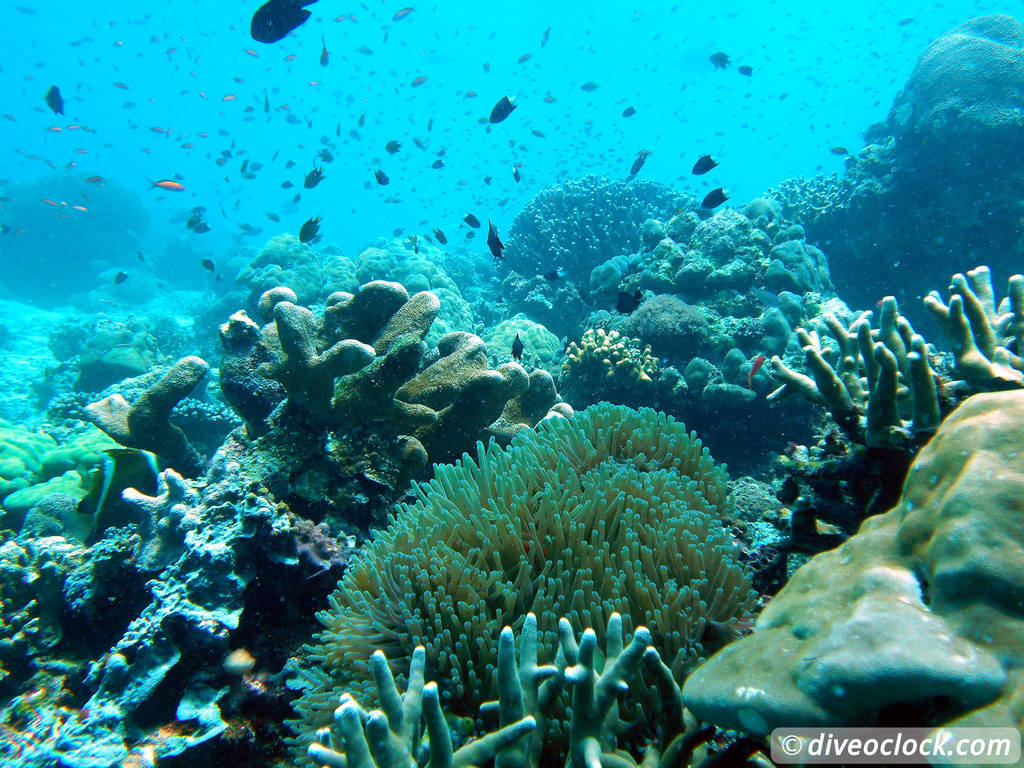 Sipadan World Class SCUBA Diving in Malaysian Borneo  Sipadan Diveoclock 41