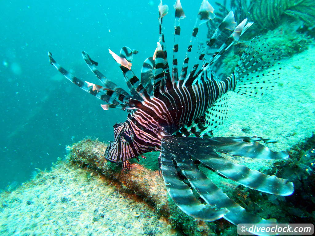 Sipadan World Class SCUBA Diving in Malaysian Borneo  Sipadan Diveoclock 8