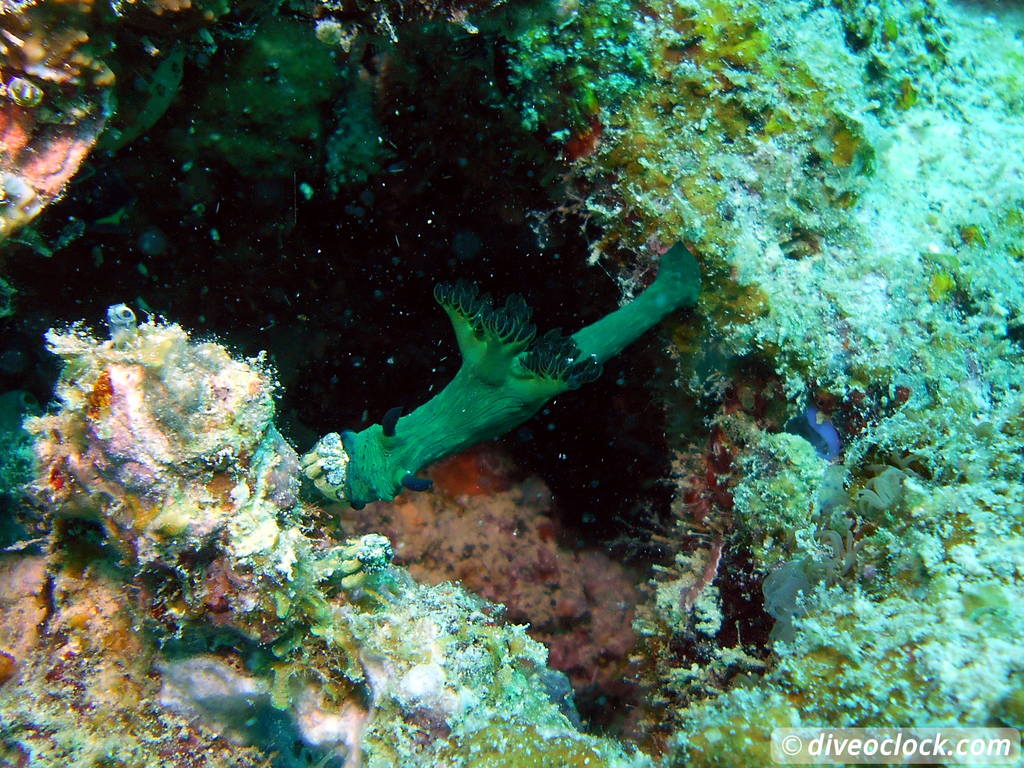 Sipadan World Class SCUBA Diving in Malaysian Borneo  Sipadan Diveoclock 9