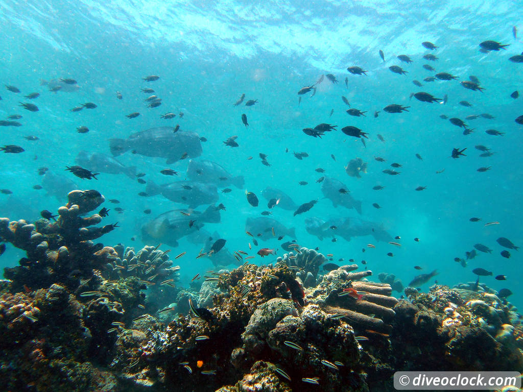 Sipadan World Class SCUBA Diving in Malaysian Borneo  Sipadan Diveoclock