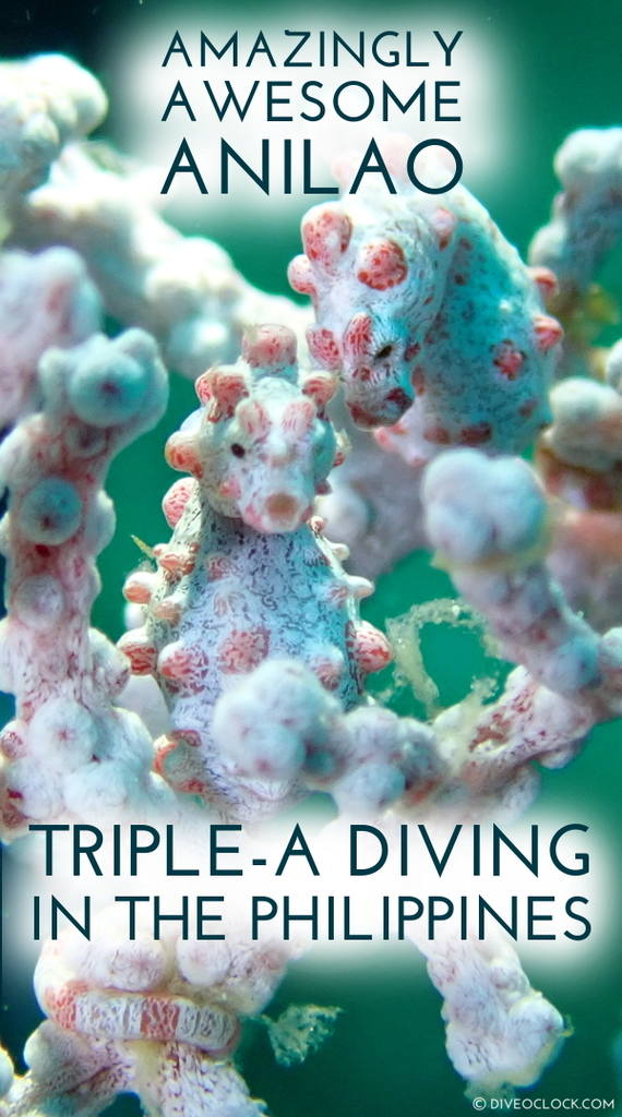 Amazingly Awesome Anilao - Triple-A Diving in The Philippines