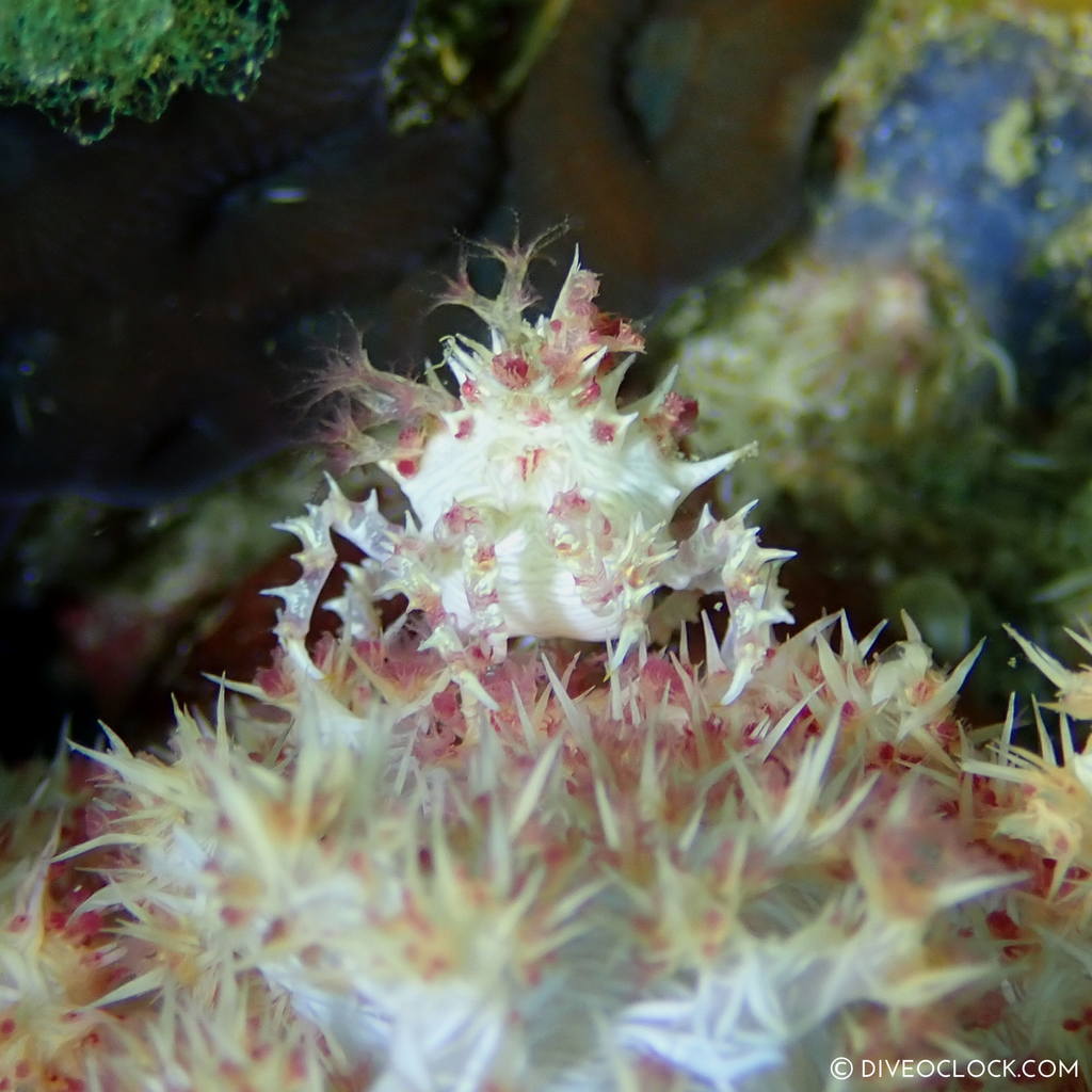 Candy crab (Hoplophrys oatesi) scuba-diving-anilao_philippines_diveoclock