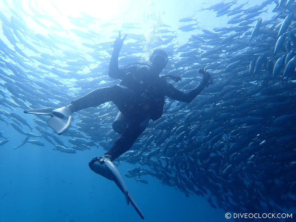 diveoclock-jackfish_dive_trek_anilao_philippines-1.jpg