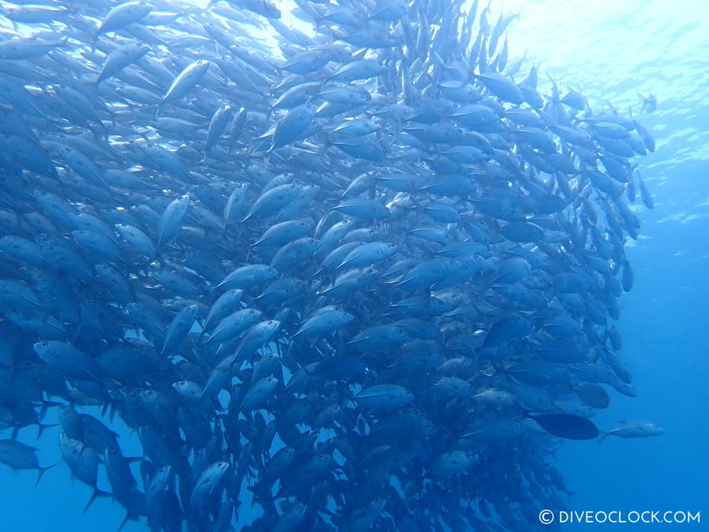 diveoclock-jackfish_dive_trek_anilao_philippines-2.jpg