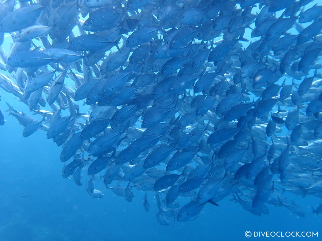 diveoclock-jackfish_dive_trek_anilao_philippines-3.jpg