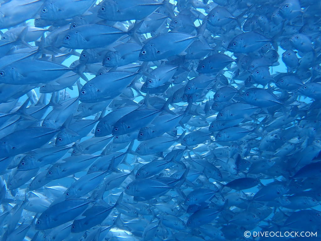 diveoclock-jackfish_dive_trek_anilao_philippines-4.jpg