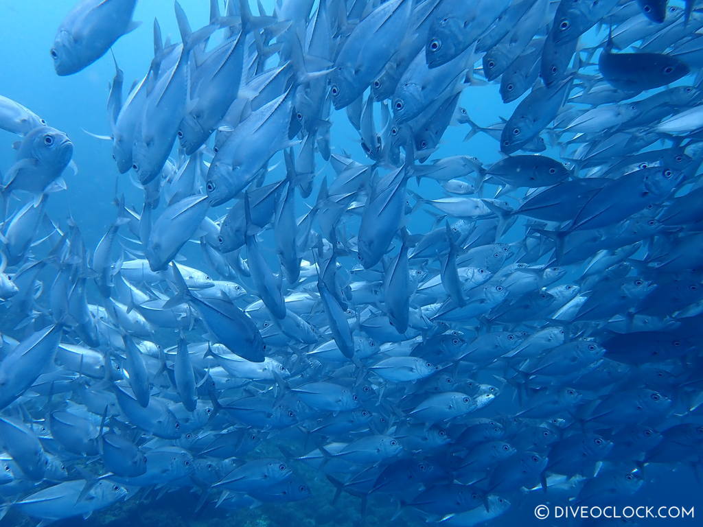 diveoclock-jackfish_dive_trek_anilao_philippines-5.jpg