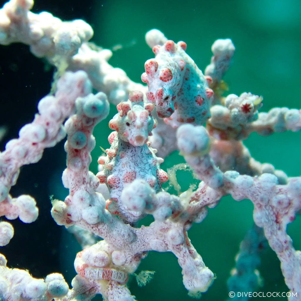 Pygmy seahorse Hippocampus bargibanti scuba-diving-anilao_philippines_diveoclock