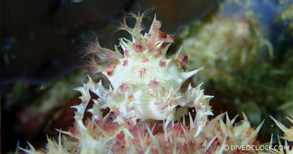 diveoclock scuba diving philippines anilao candy crab