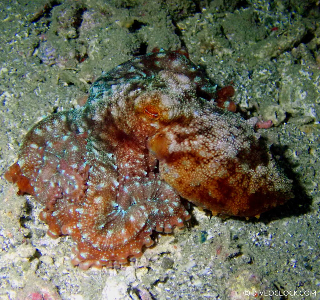 night diving anilao scuba philippines dive o'clock