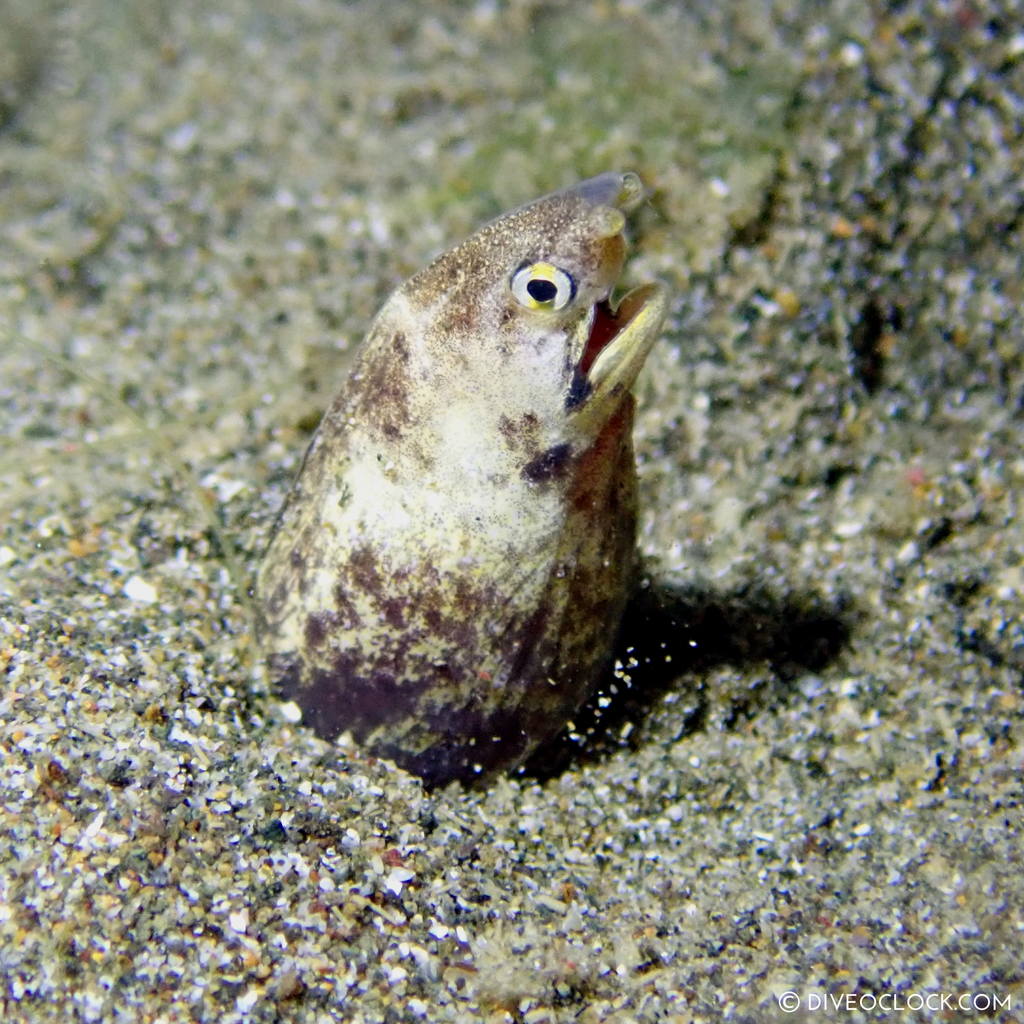 night diving anilao scuba philippines dive o'clock