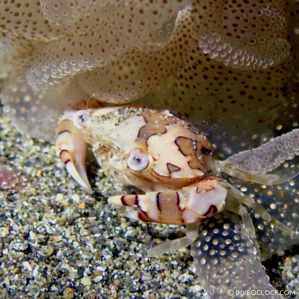 night diving anilao scuba philippines dive o'clock