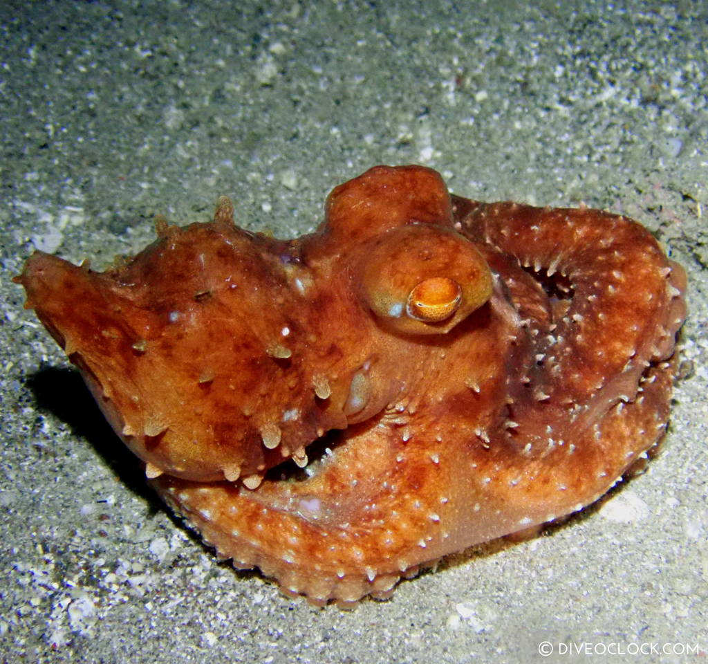 night diving anilao scuba philippines dive o'clock