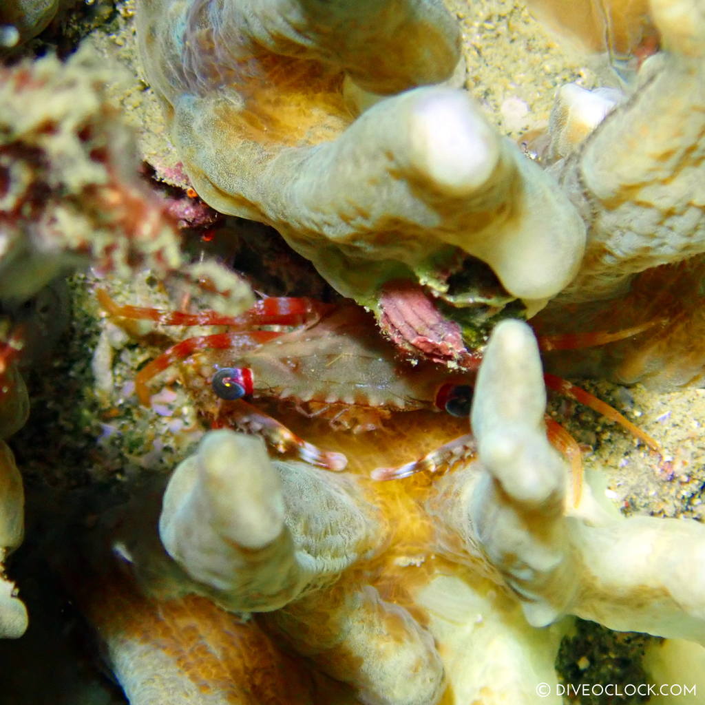 night diving anilao scuba philippines dive o'clock