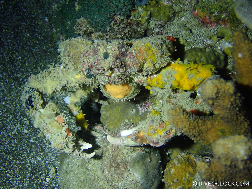 night diving anilao scuba philippines dive o'clock