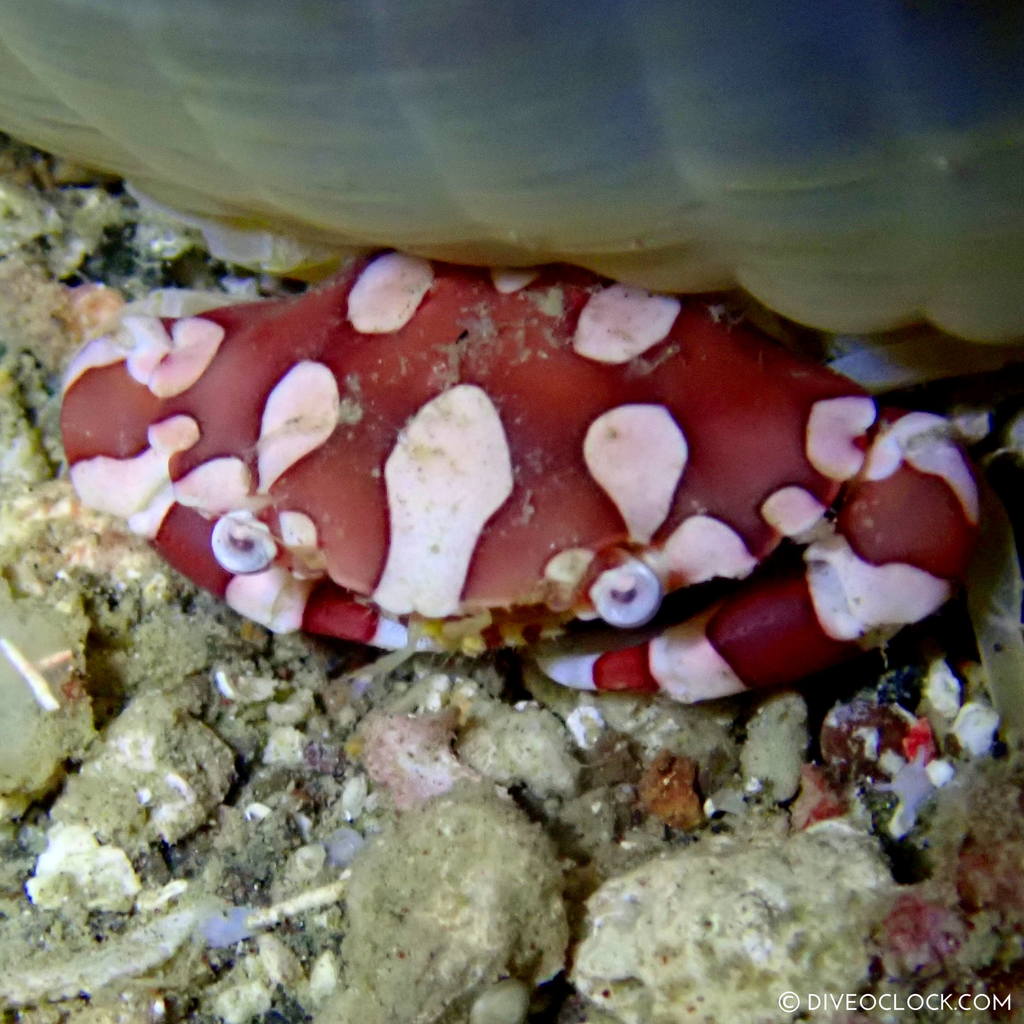 night diving anilao scuba philippines dive o'clock