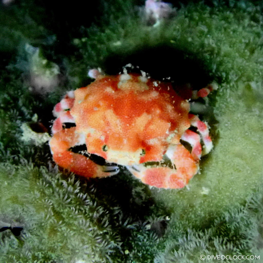 night diving anilao scuba philippines dive o'clock