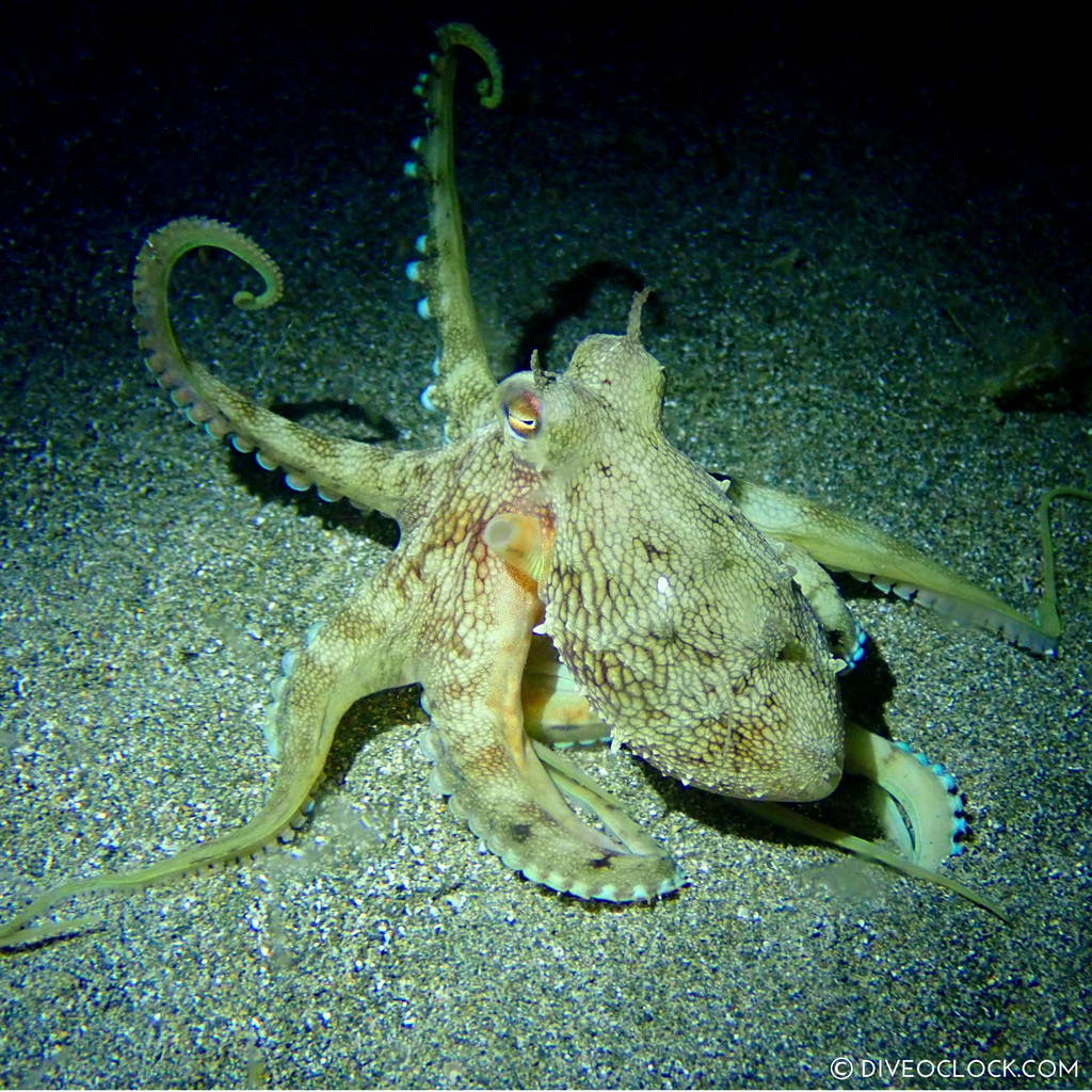 night diving anilao scuba philippines dive o'clock