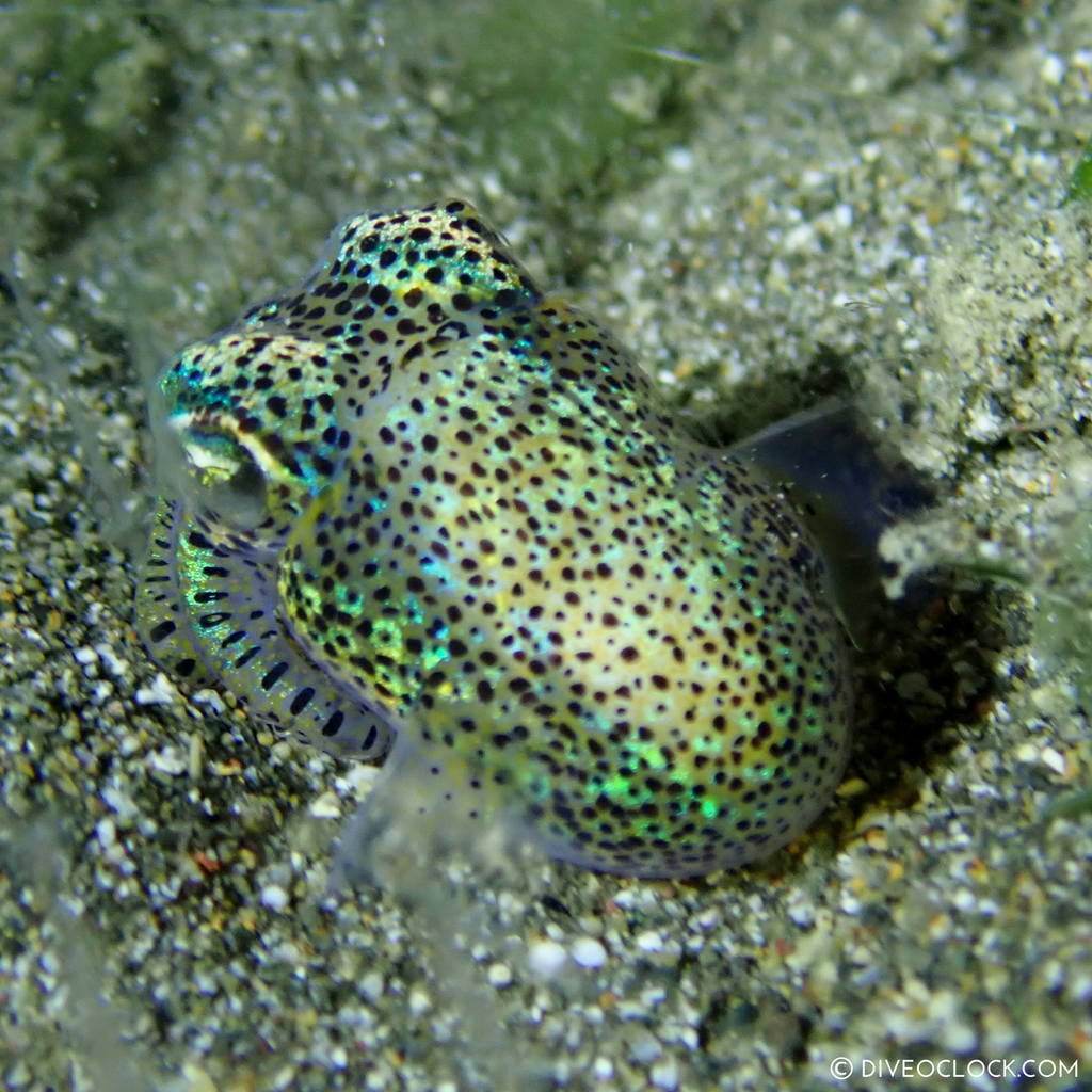 night diving anilao scuba philippines dive o'clock