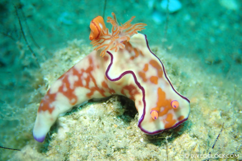 scuba-diving-anilao_philippines_diveoclock-nudibranch
