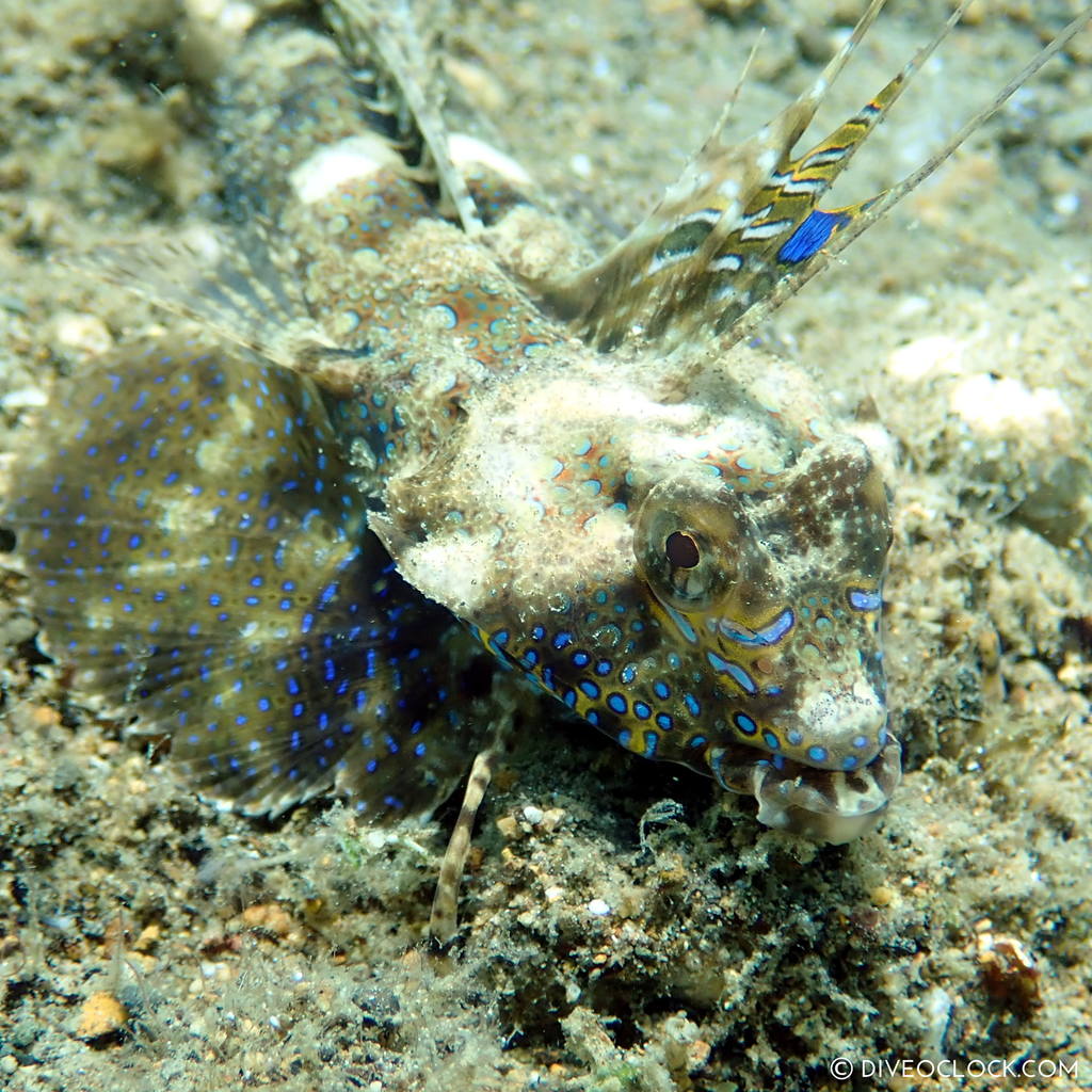 scuba-diving-anilao_philippines_diveoclock