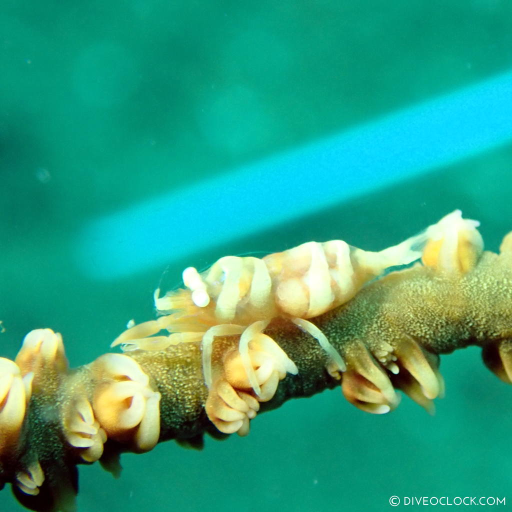 Whip Coral Shrimp (Pontonides unciger) scuba-diving-anilao_philippines_diveoclock