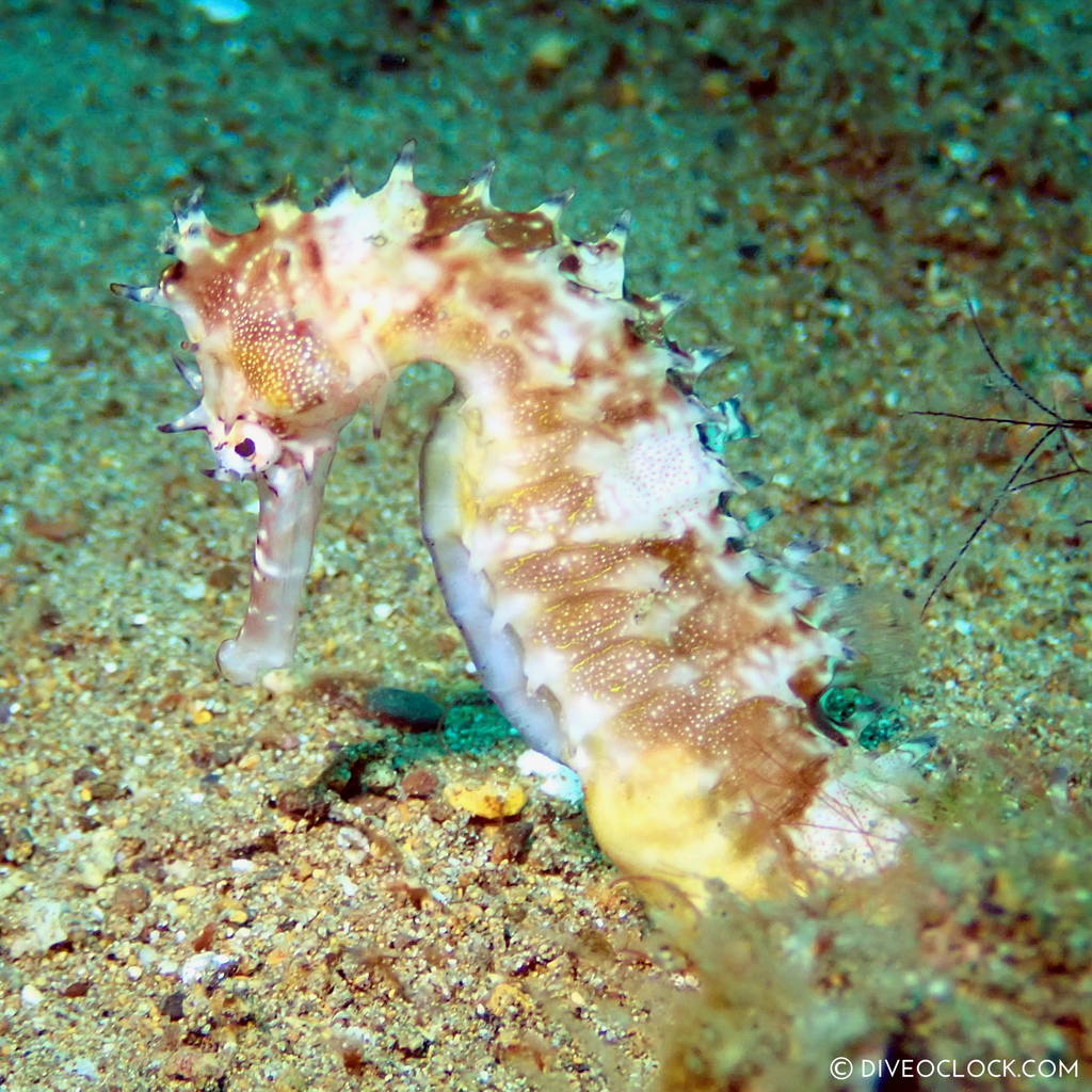 Thorny seahorse (Hippocampus histrix) scuba-diving-anilao_philippines_diveoclock