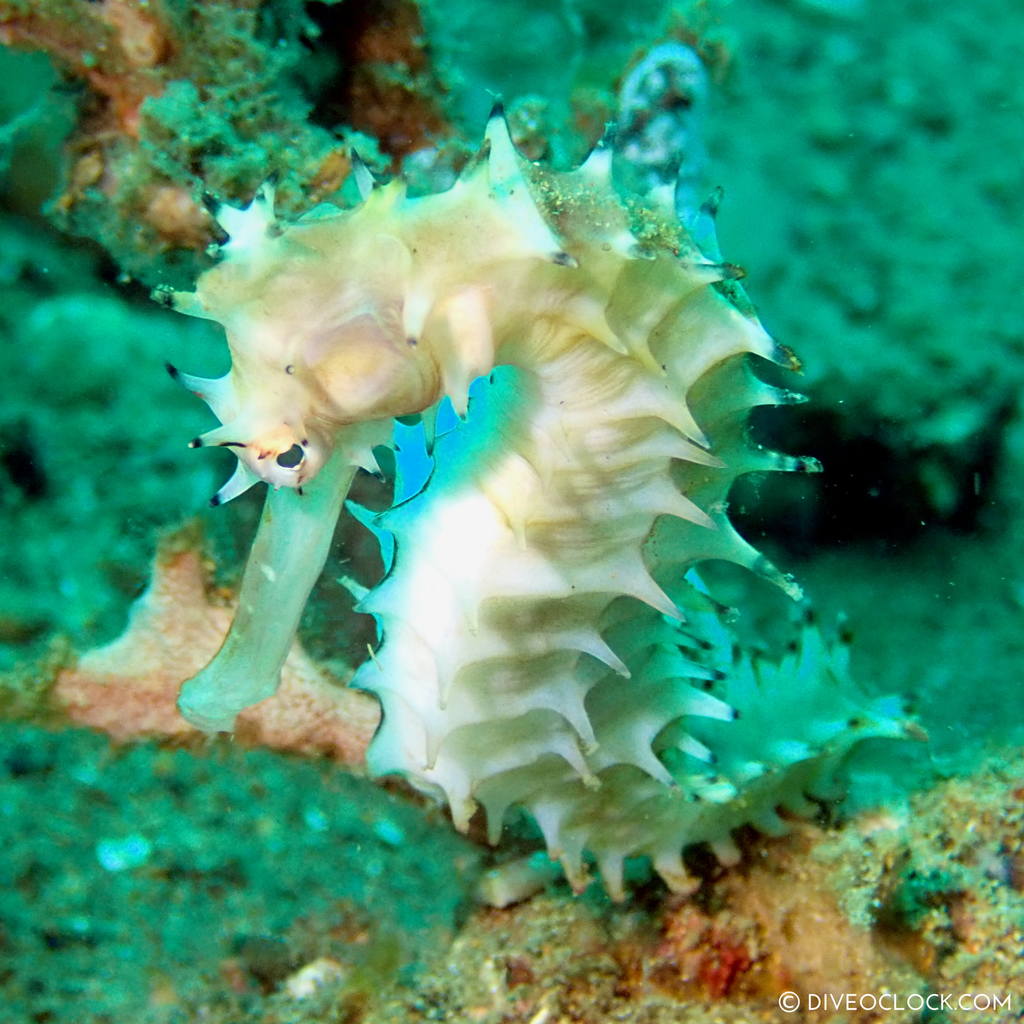 Thorny seahorse (Hippocampus histrix) scuba-diving-anilao_philippines_diveoclock