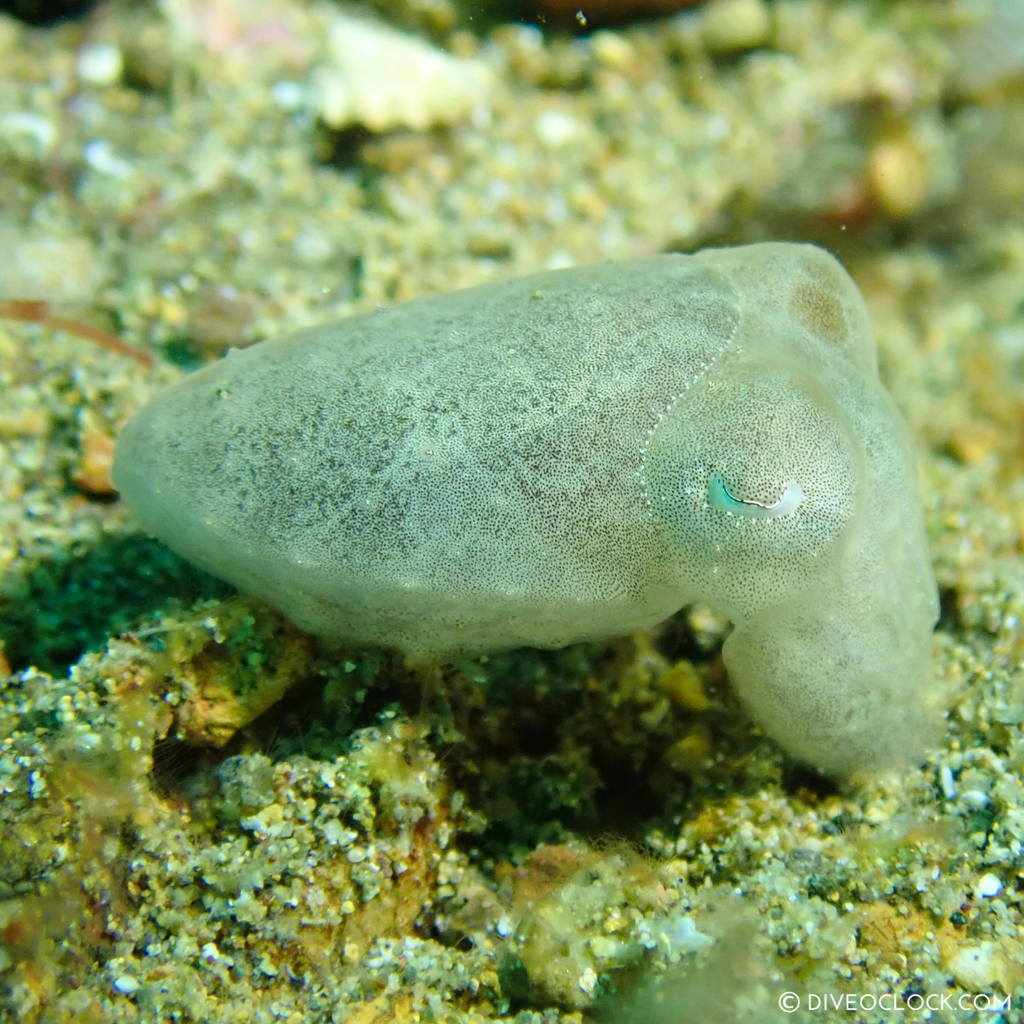 scuba-diving-anilao_philippines_diveoclock