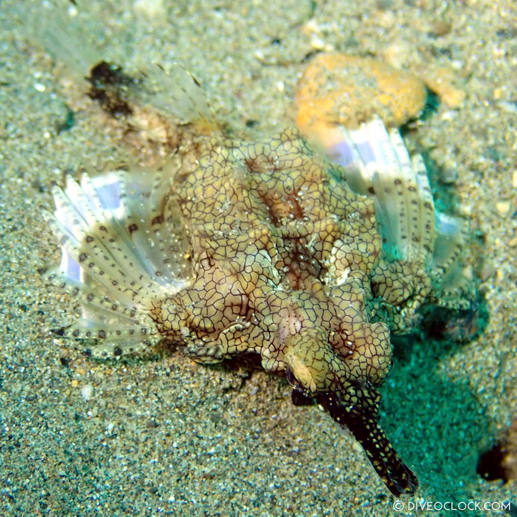 Dragon seamoth or Little dragon fish (Eurypegasus draconis) scuba-diving-anilao_philippines_diveoclock