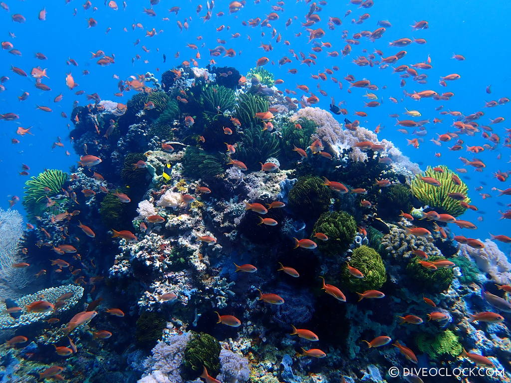 scuba-diving-anilao_philippines_diveoclock-114.jpg