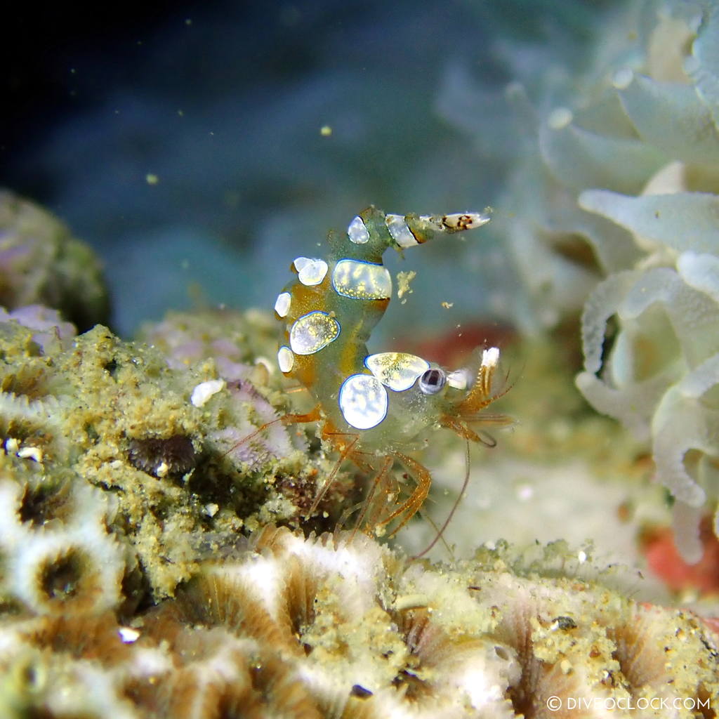Squat shrimp Thor amboinensis scuba-diving-anilao_philippines_diveoclock