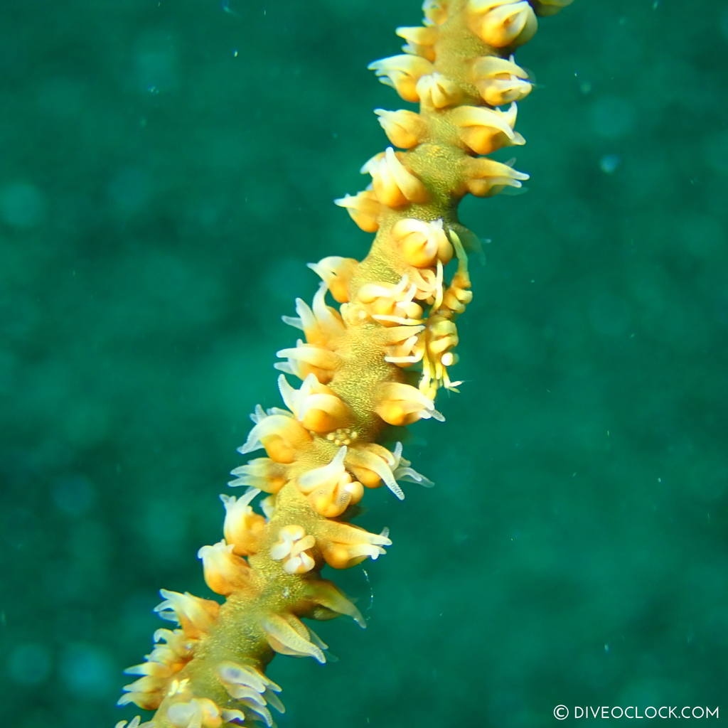 Whip Coral Shrimp (Pontonides unciger) scuba-diving-anilao_philippines_diveoclock