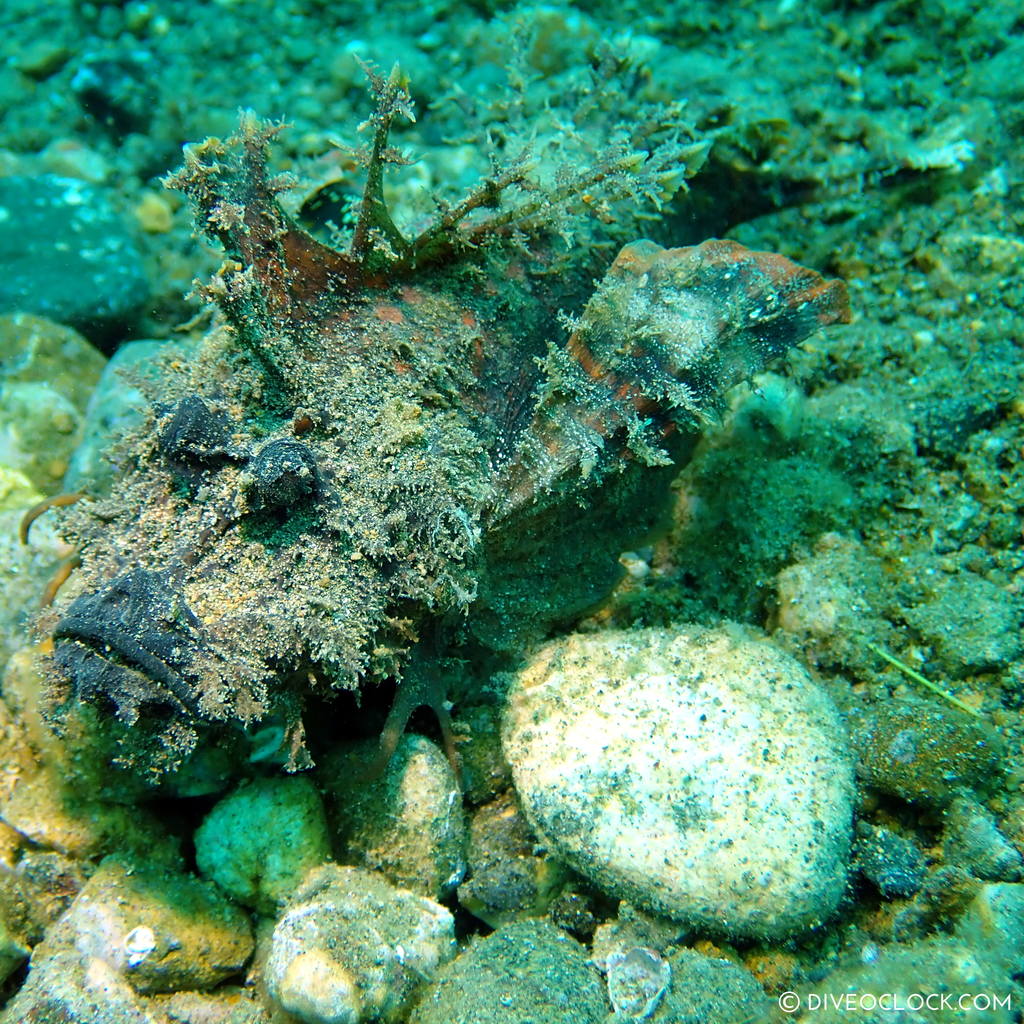 Devil stinger or Indian Walkman fish (Inimicus didactylus) scuba-diving-anilao_philippines_diveoclock