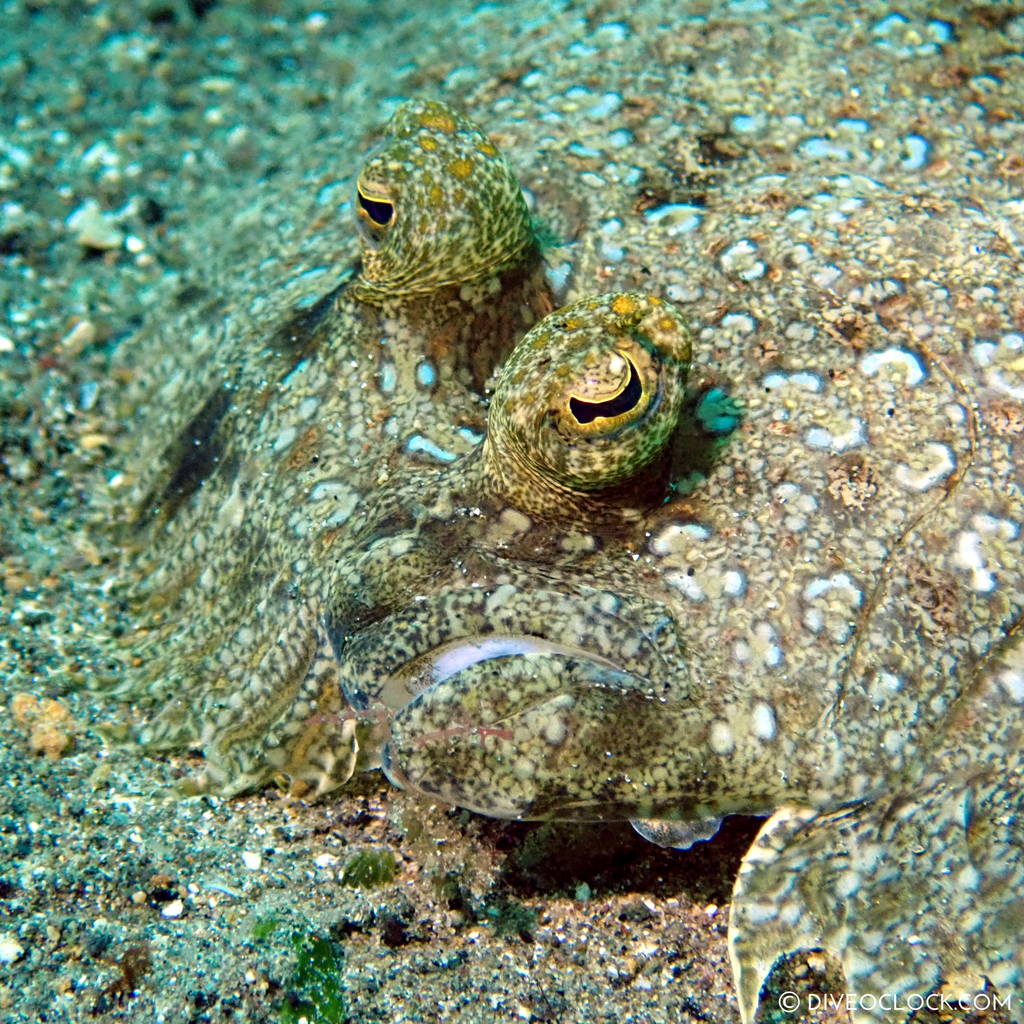 Peacock Flounder (Bothus Lunatus) scuba-diving-anilao_philippines_diveoclock
