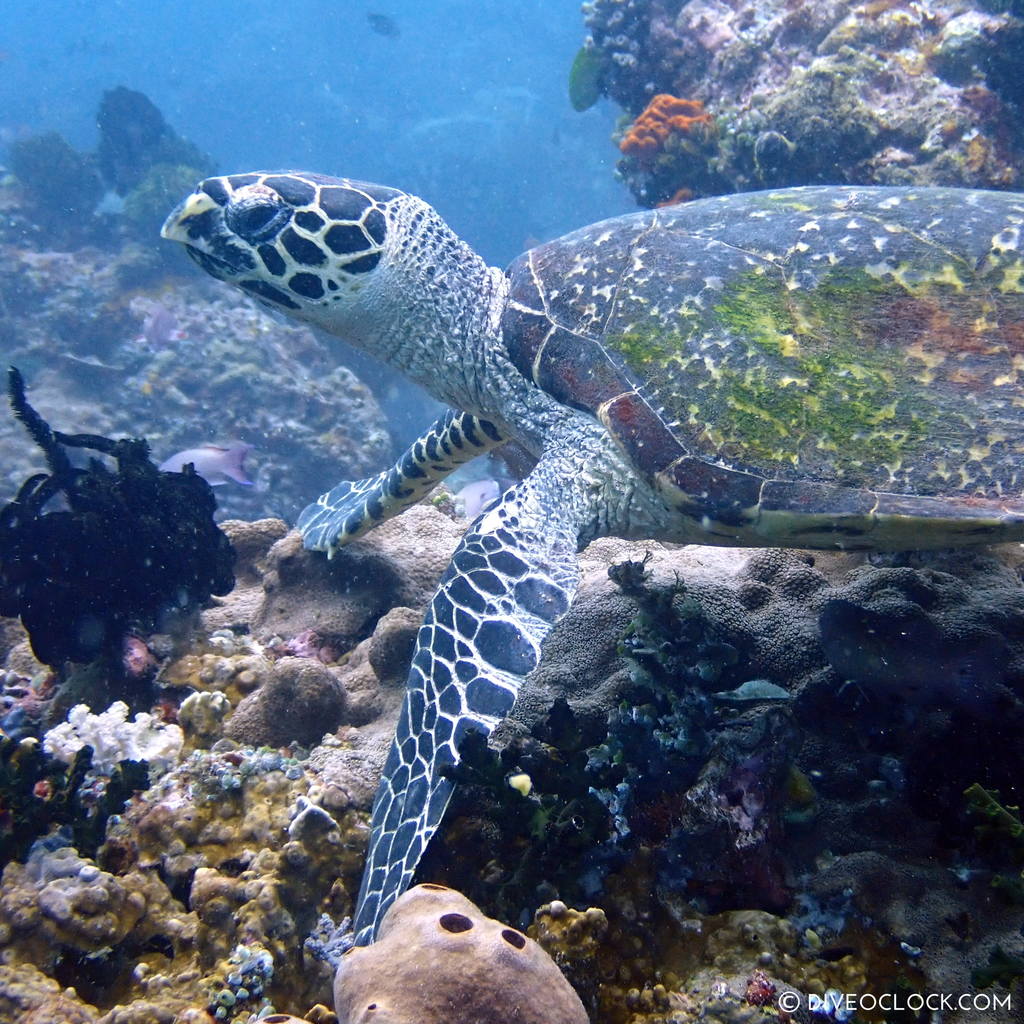 Hawksbill sea turtle (Eretmochelys imbricata) scuba-diving-anilao_philippines_diveoclock
