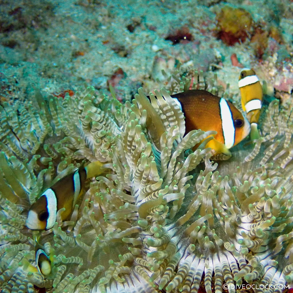 scuba-diving-anilao_philippines_diveoclock