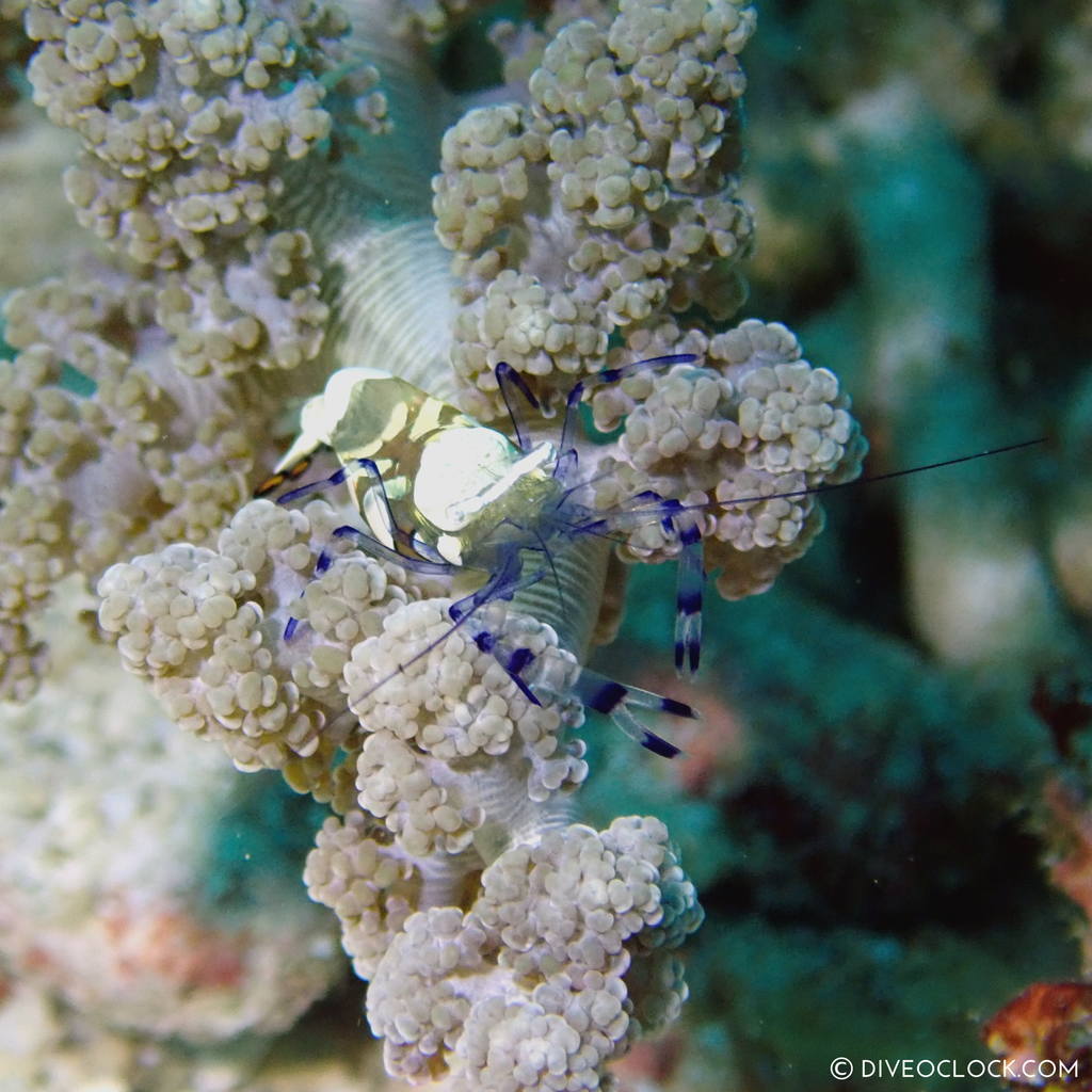 Peacock tail anemone shrimp (Periclimenes brevicarpalis) scuba-diving-anilao_philippines_diveoclock