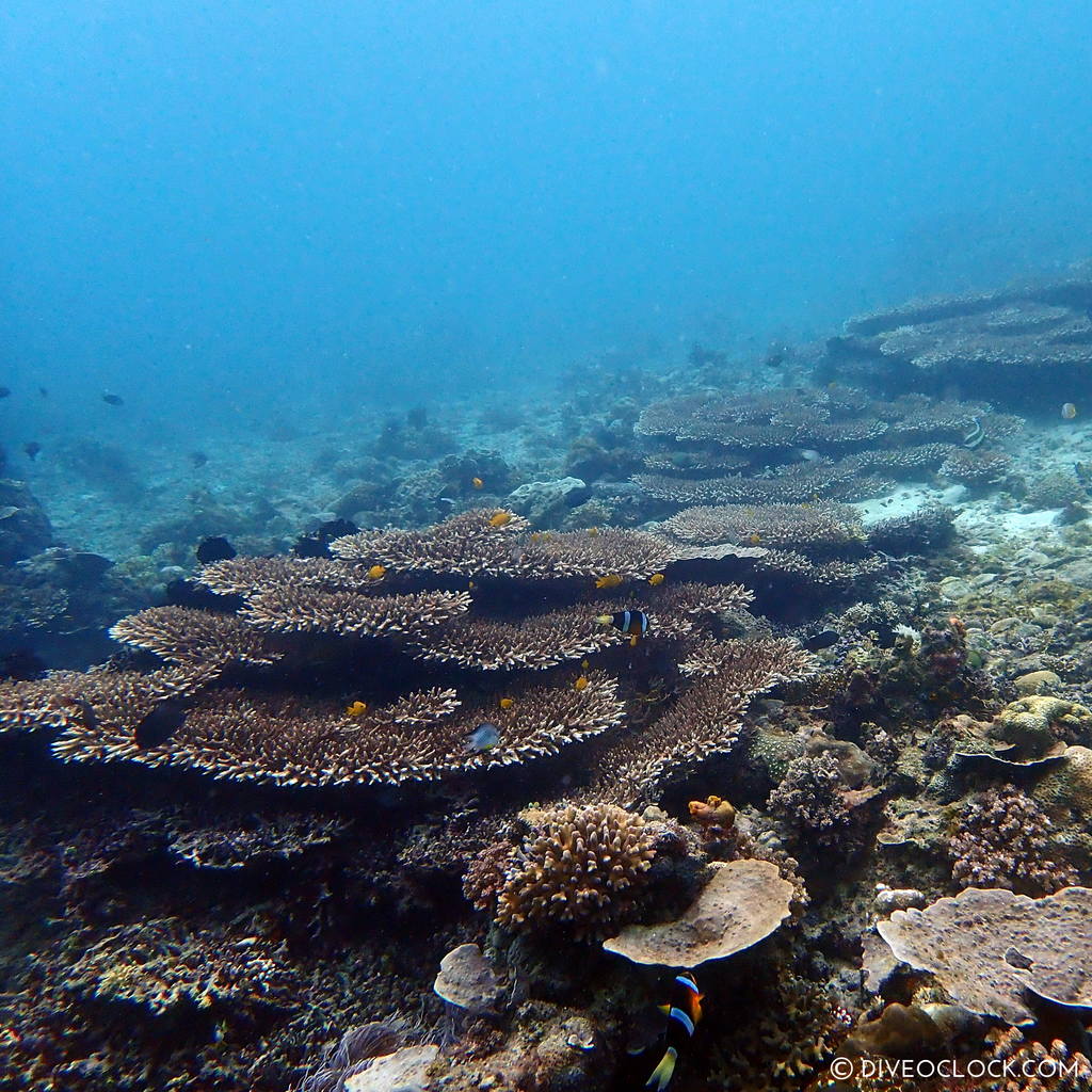 Table coral (acropora) scuba-diving-anilao_philippines_diveoclock