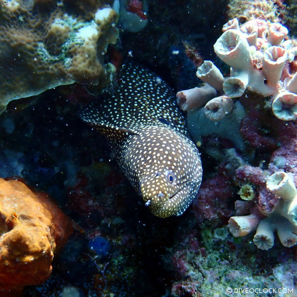 Turkey moray eel (Gymnothorax meleagris) scuba-diving-anilao_philippines_diveoclock