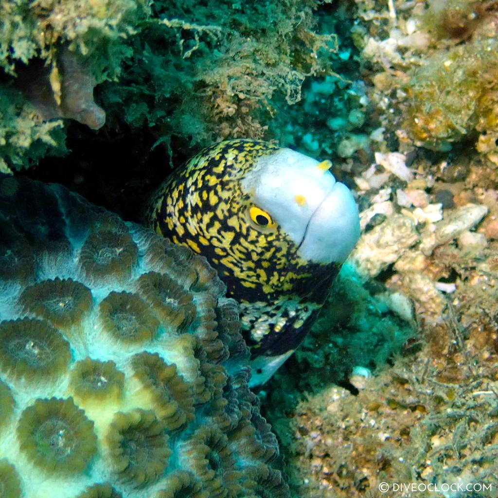 Snowflake moray eel (Echidna nebulosa) scuba-diving-anilao_philippines_diveoclock