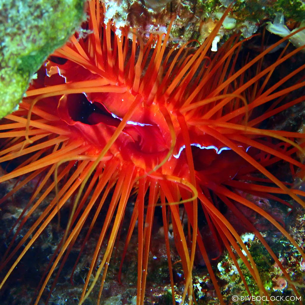 Electric fire clam (Ctenoides ales) scuba-diving-anilao_philippines_diveoclock