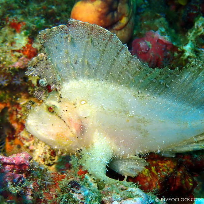 Leaf scorpion fish (Taenianotus triacanthus) scuba-diving-anilao_philippines_diveoclock