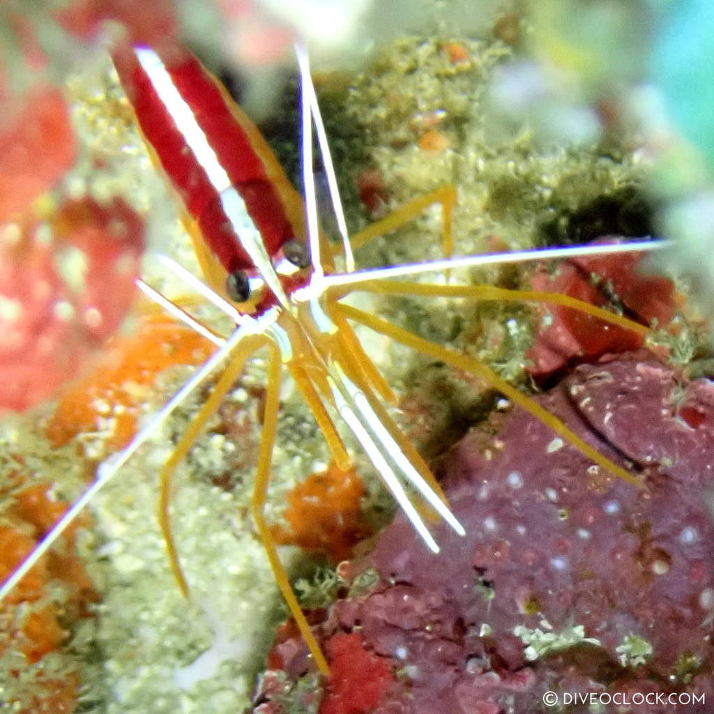 White-banded cleaner (Lysmata amboinensis) scuba-diving-anilao_philippines_diveoclock