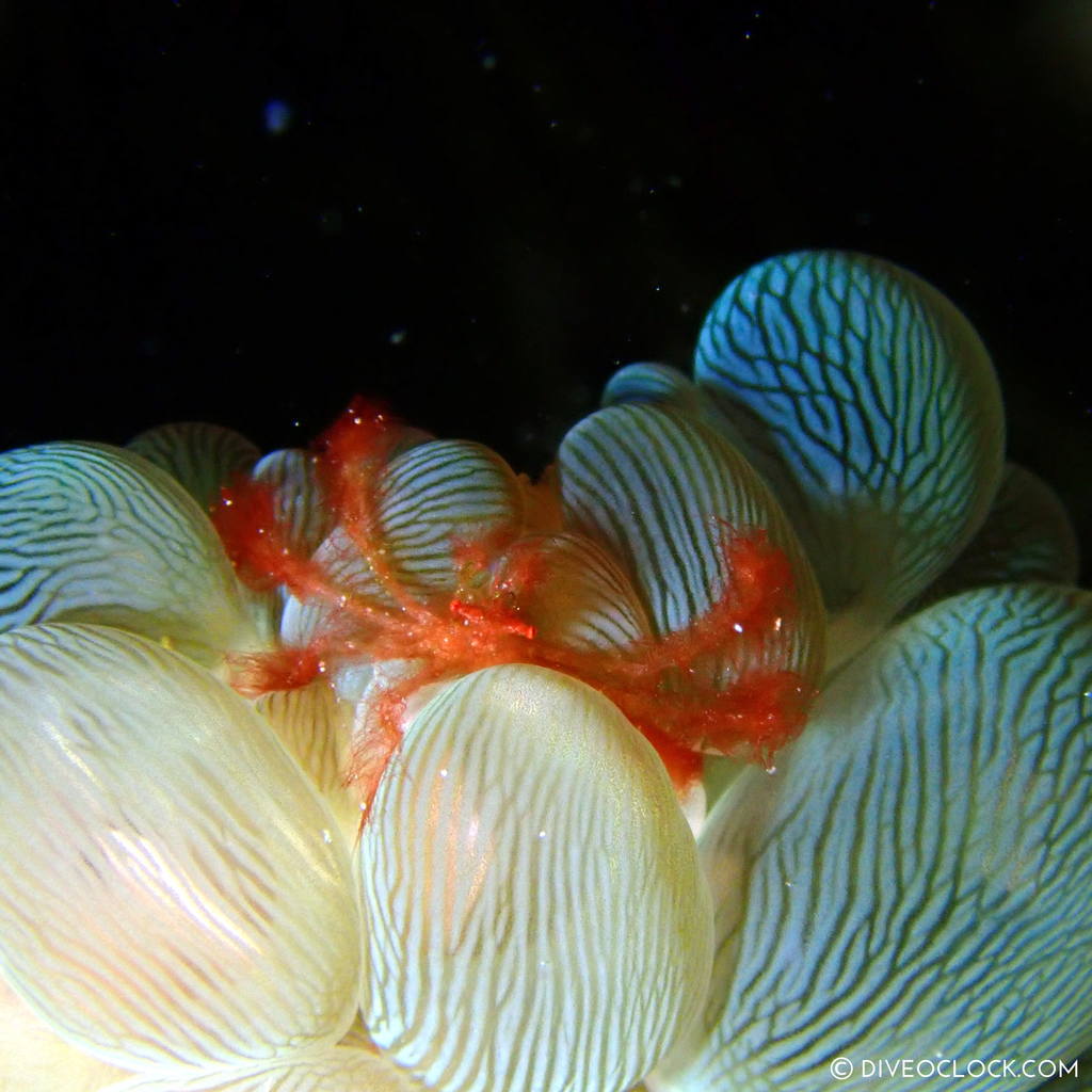 Hairy Orang utan crab (Achaeus japonicus) in bubble coral scuba-diving-anilao_philippines_diveoclock