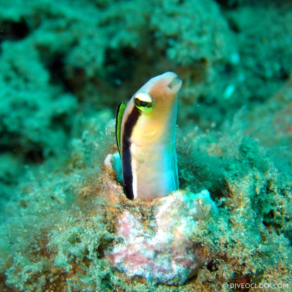 scuba-diving-anilao_philippines_diveoclock