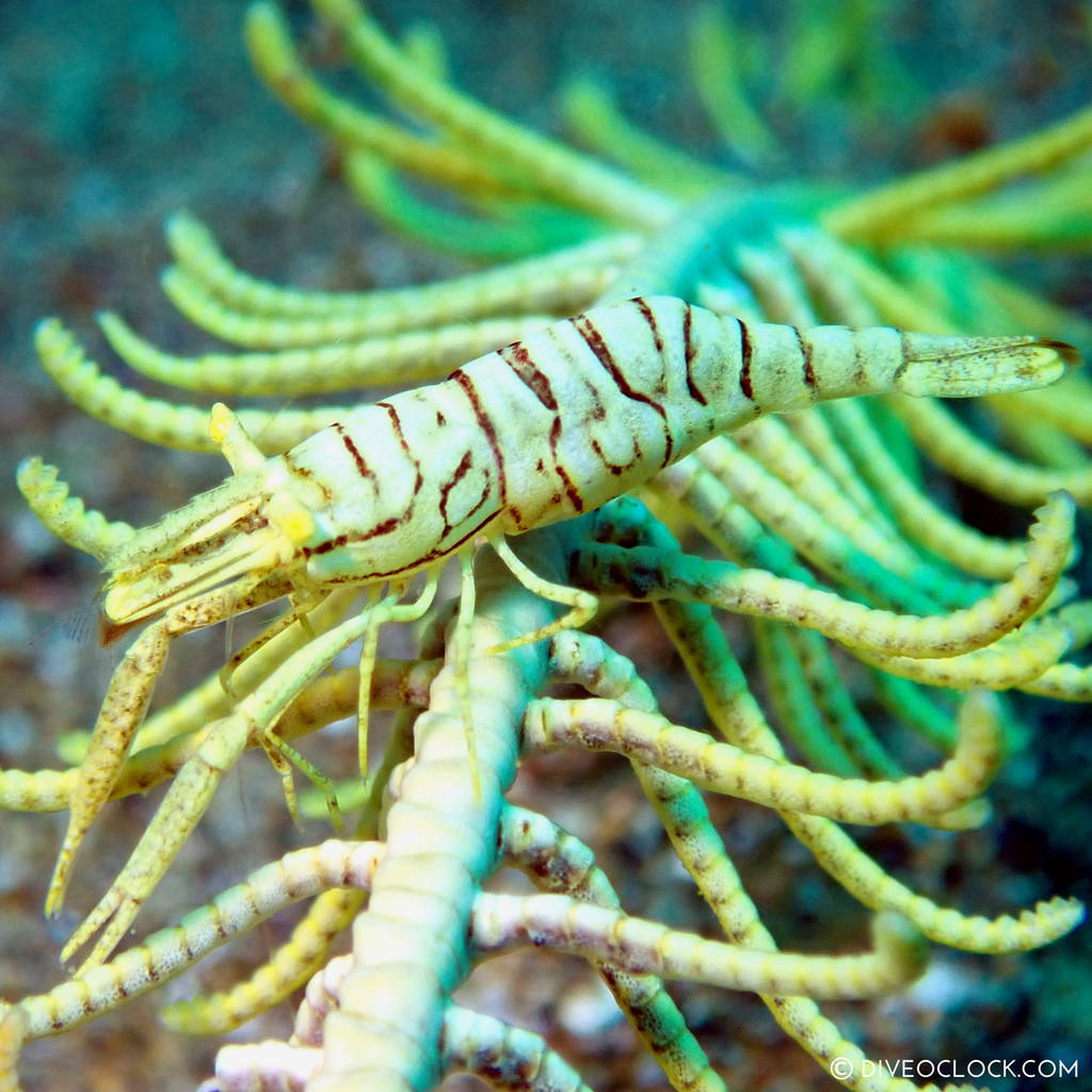 Crinoid shrimp, or feather star shrimp (Hippolyte catagrapha) scuba-diving-anilao_philippines_diveoclock