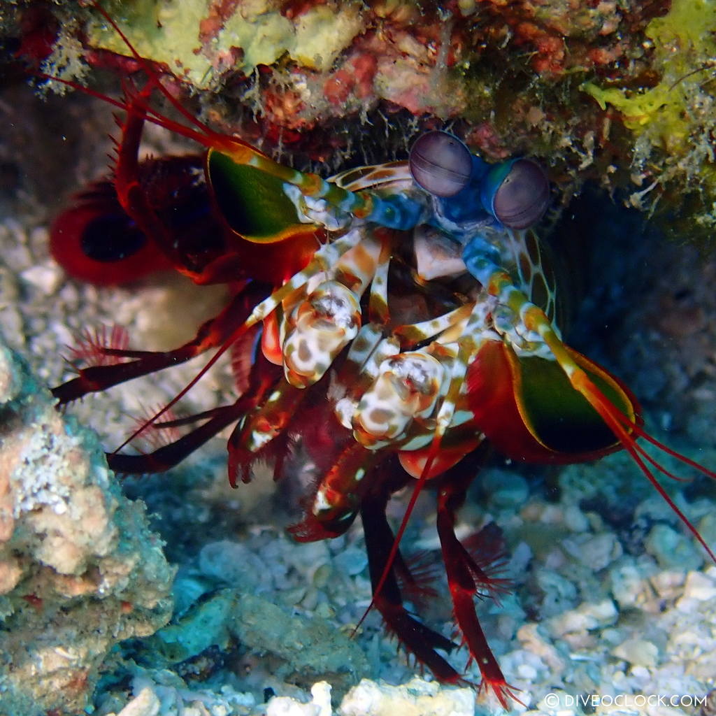 scuba-diving-anilao_philippines_diveoclock