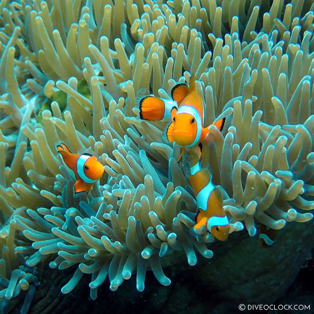 Ocellaris clownfish (Amphiprion ocellaris), scuba-diving-anilao_philippines_diveoclock