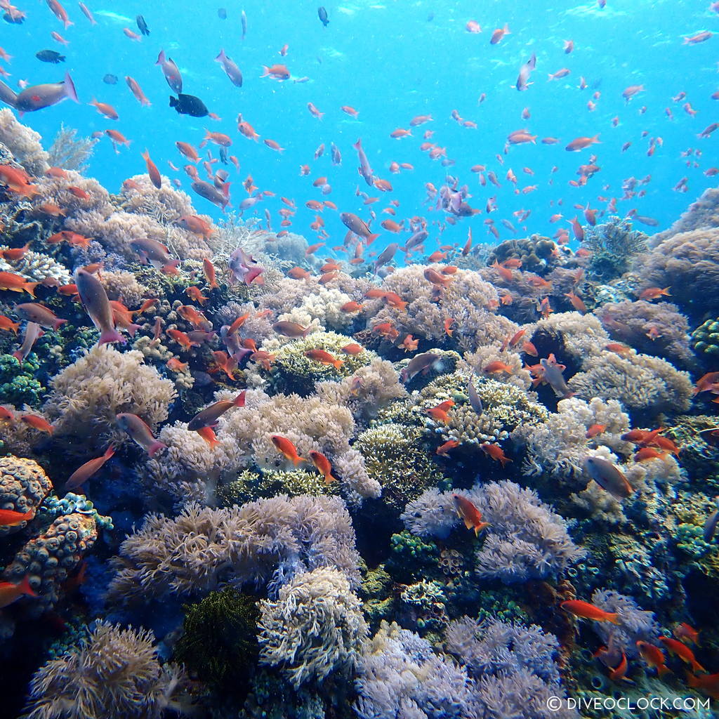 scuba-diving-anilao_philippines_diveoclock-8.jpg